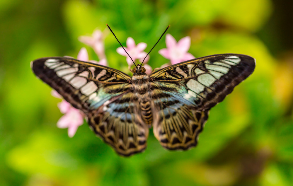 04 — животный и водный мир