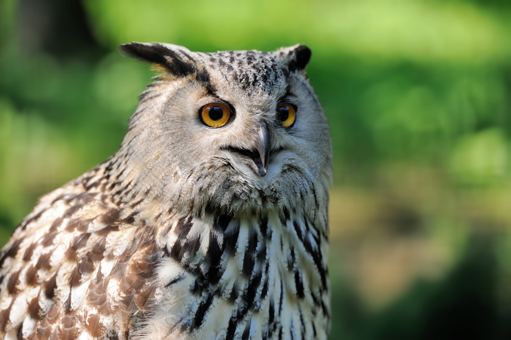 04 — животный и водный мир