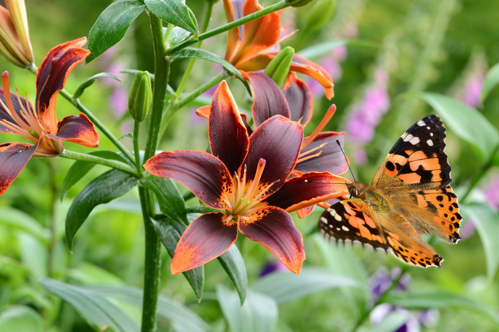 18 — бабочки