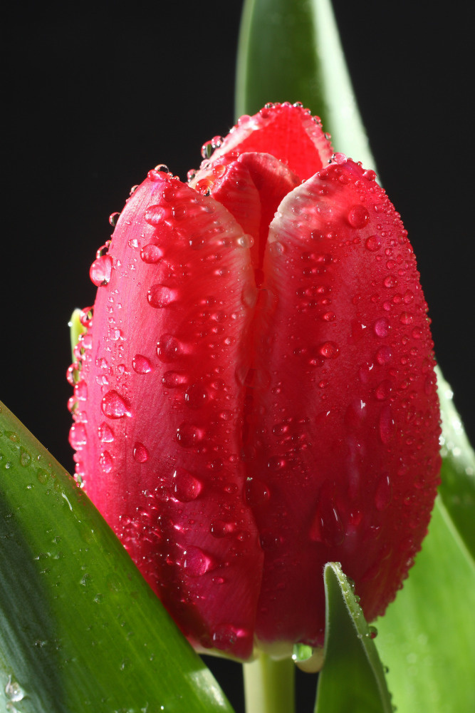 03 — цветы — растения — фрукты