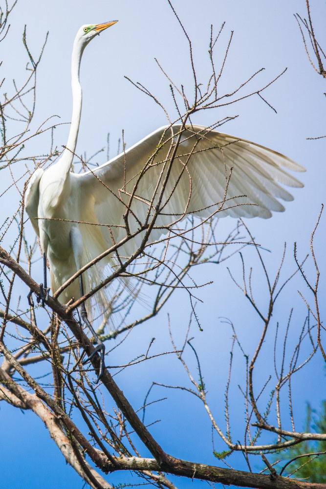 04 — животный и водный мир