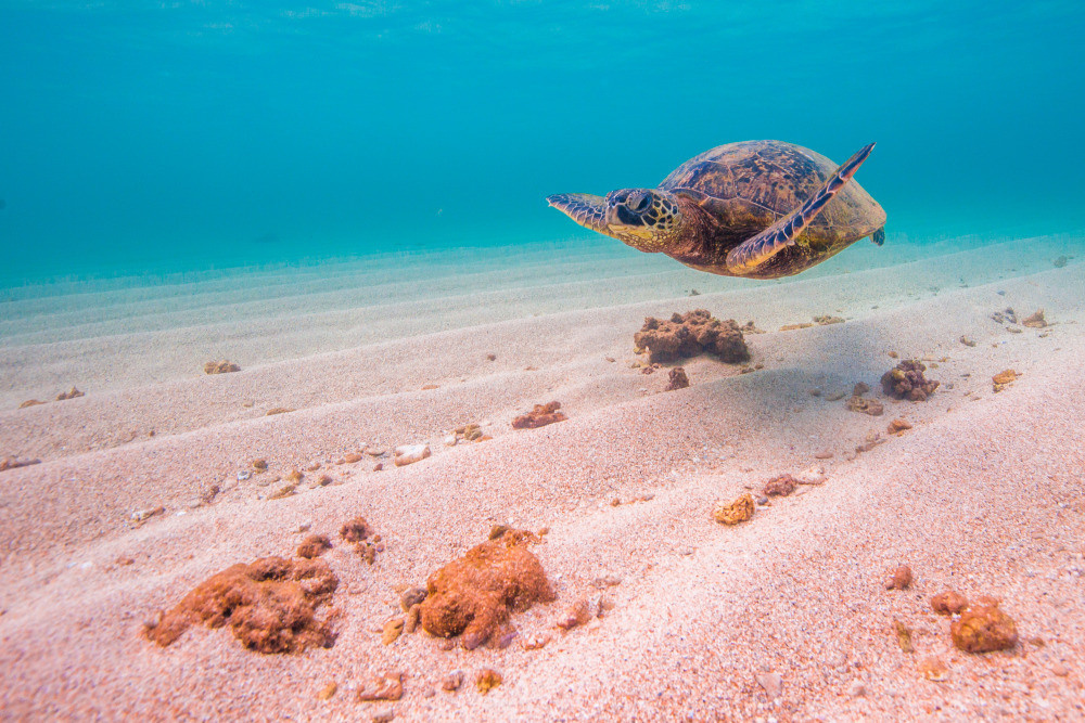 04 — животный и водный мир