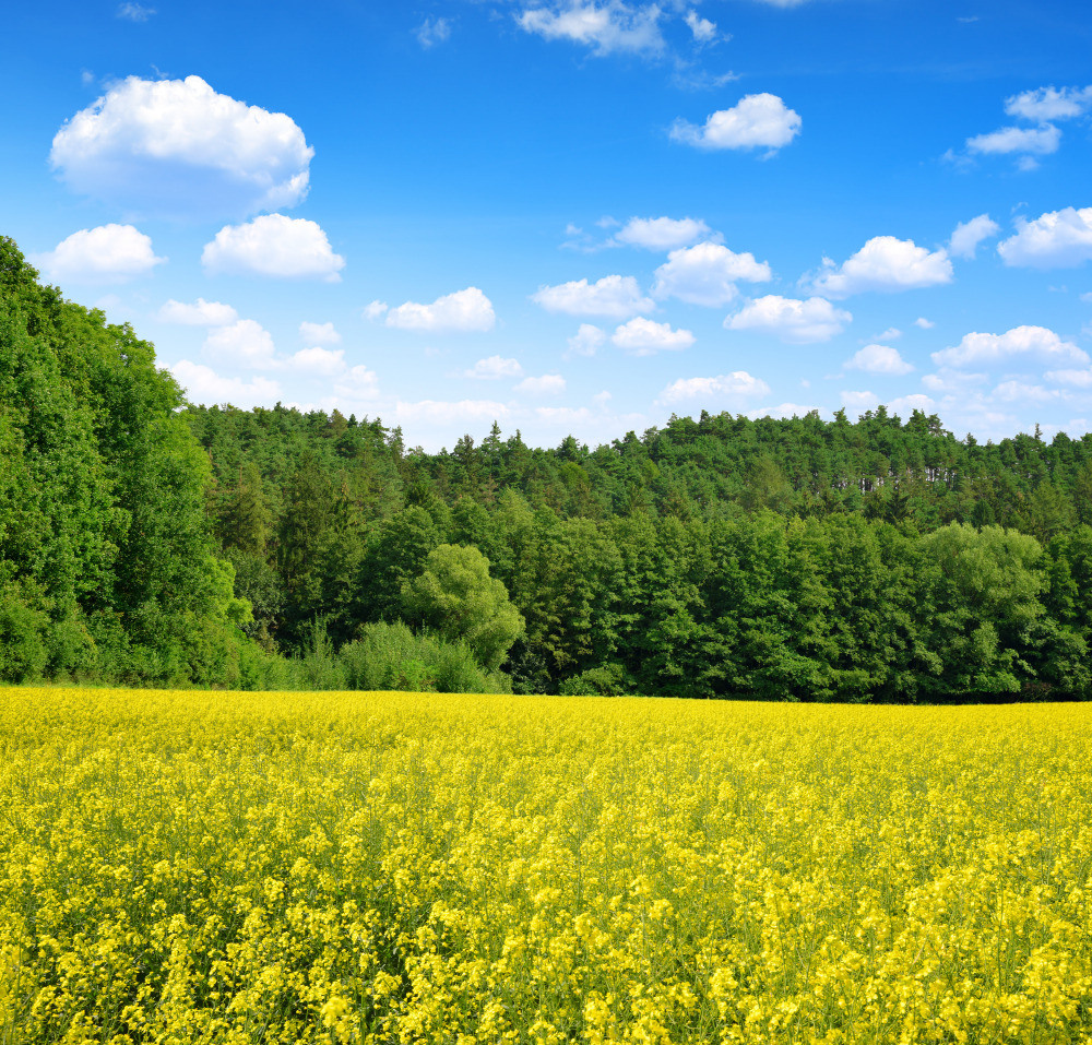 05 - природа и пейзажи