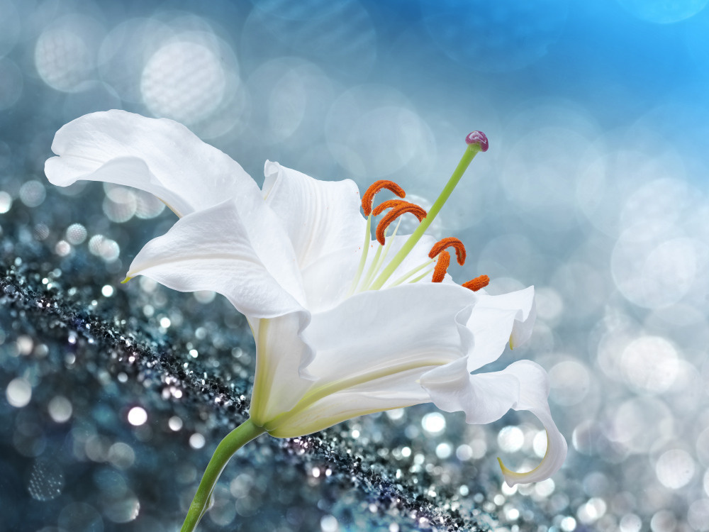 03 — цветы — растения — фрукты