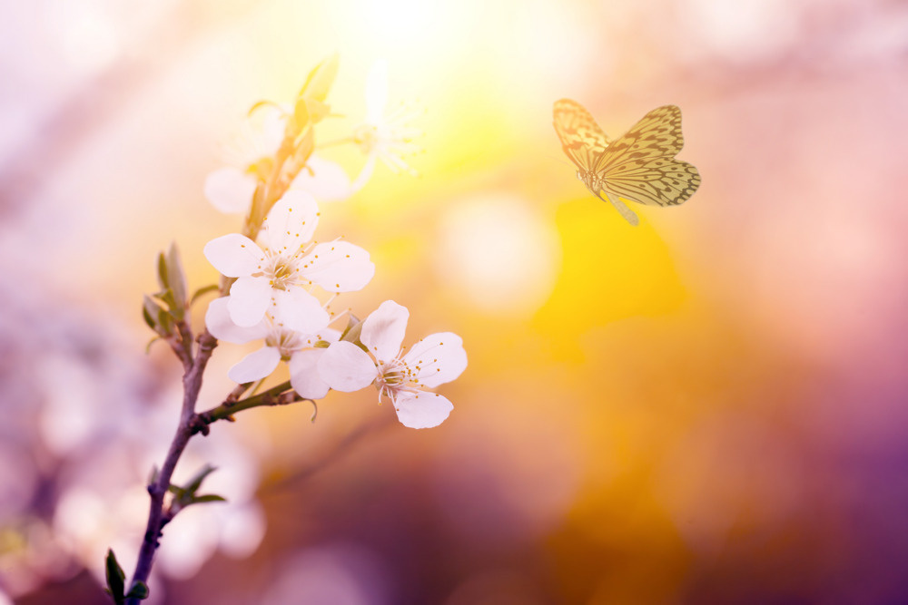 18 — бабочки