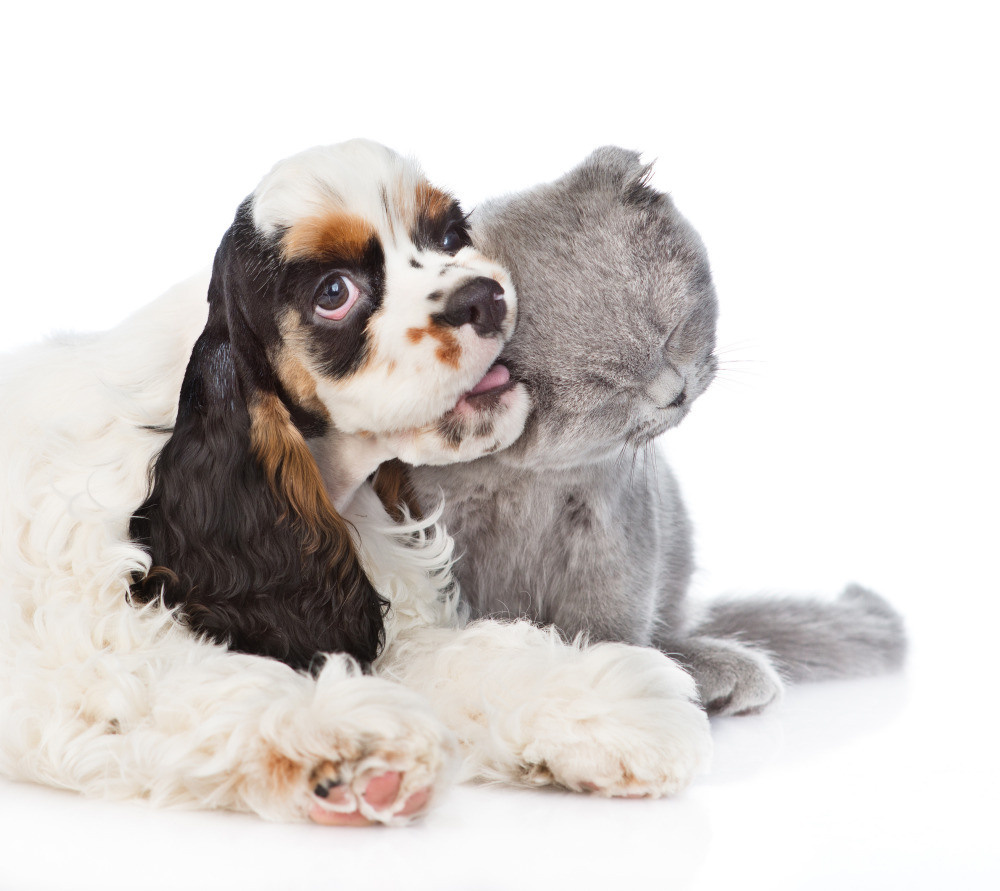 04 — животный и водный мир