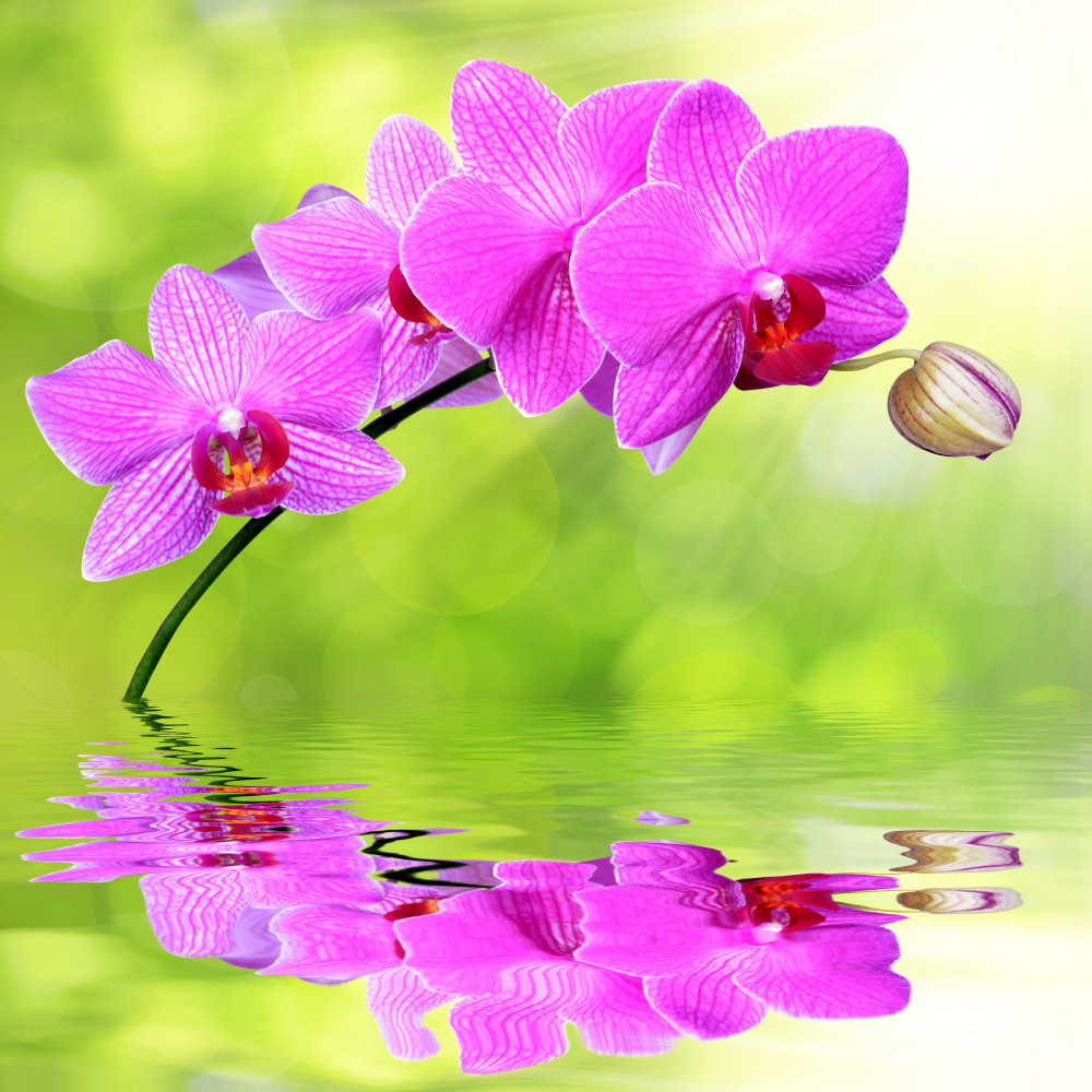 03 — цветы — растения — фрукты