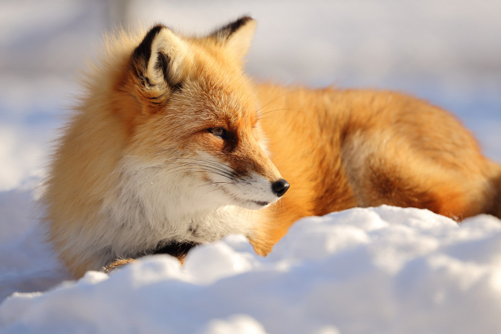 04 — животный и водный мир