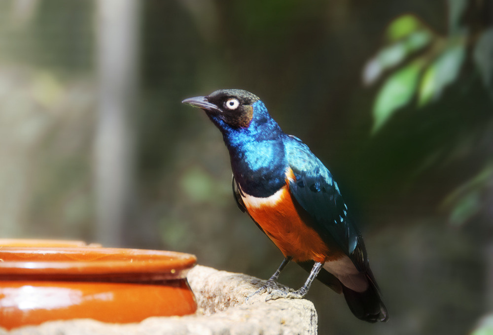 04 — животный и водный мир