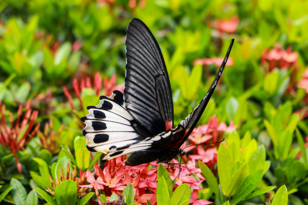 04 — животный и водный мир