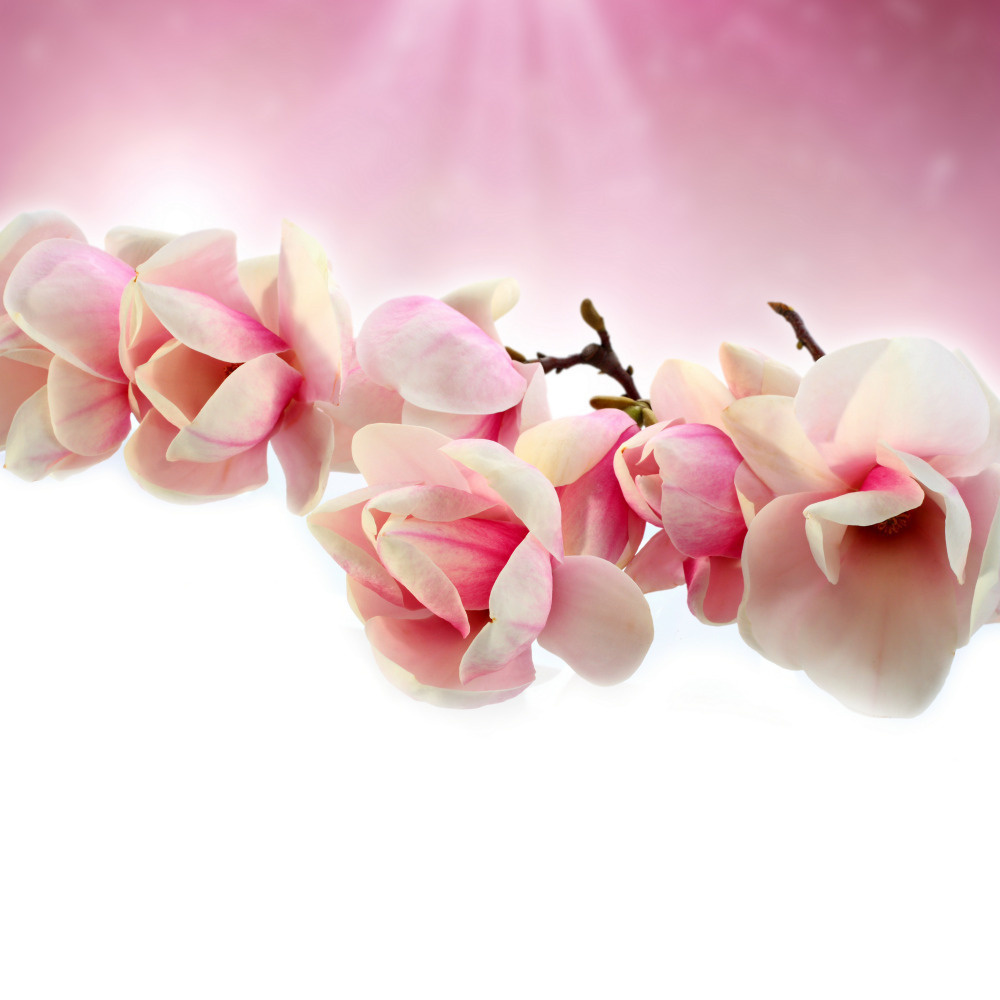 03 — цветы — растения — фрукты