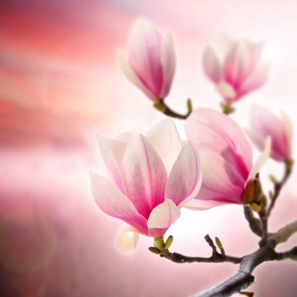 03 — цветы — растения — фрукты