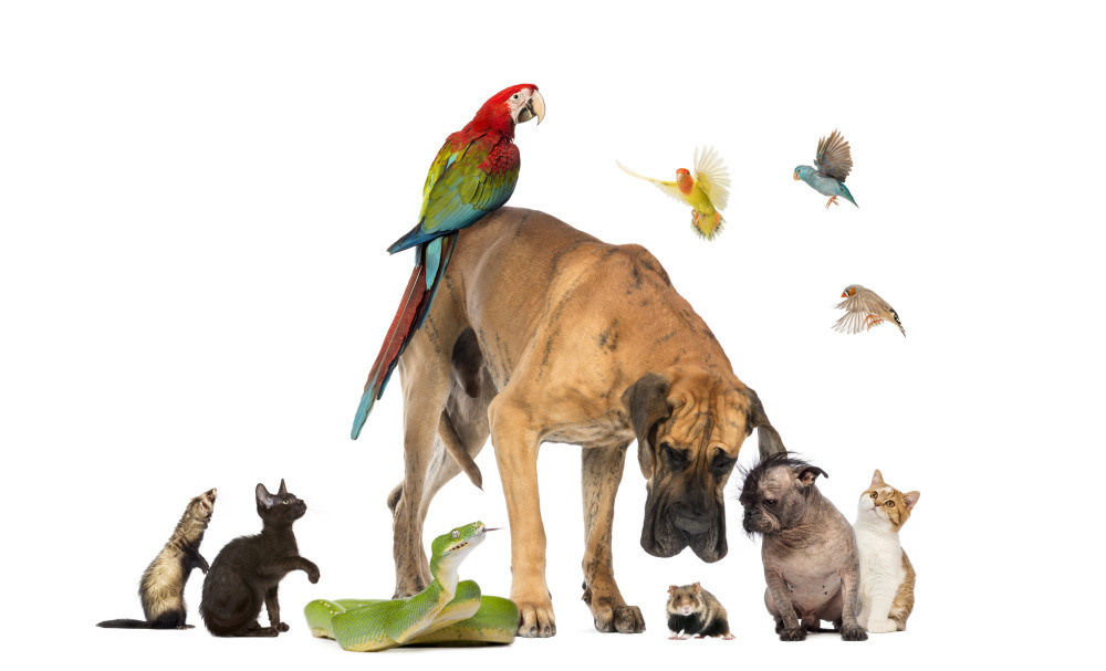 04 — животный и водный мир