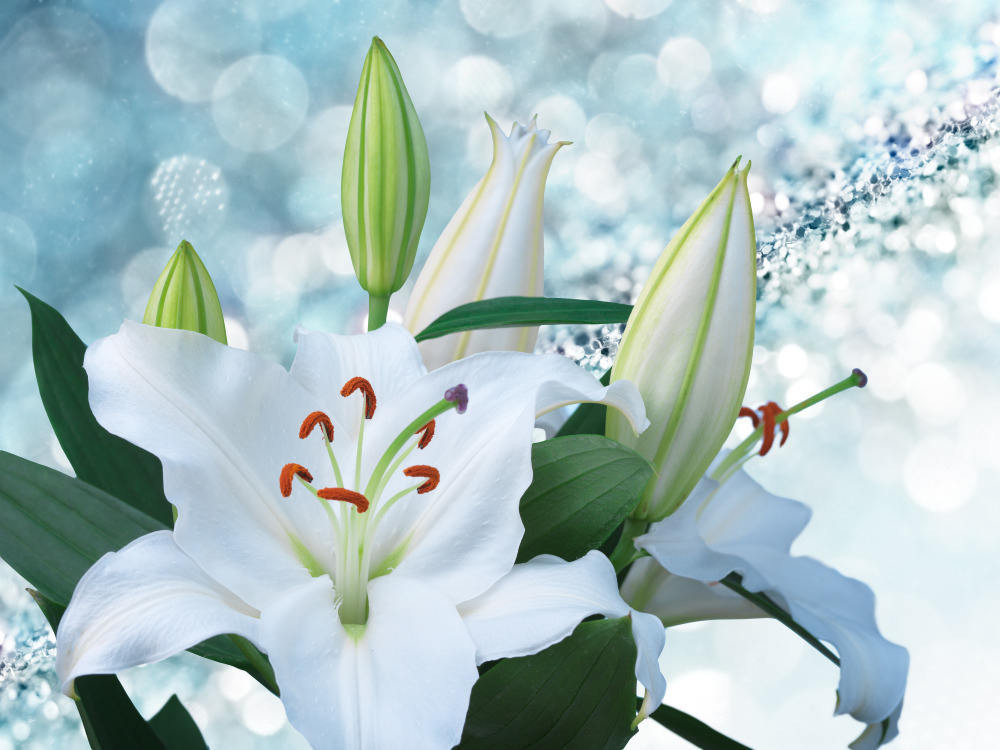 03 — цветы — растения — фрукты