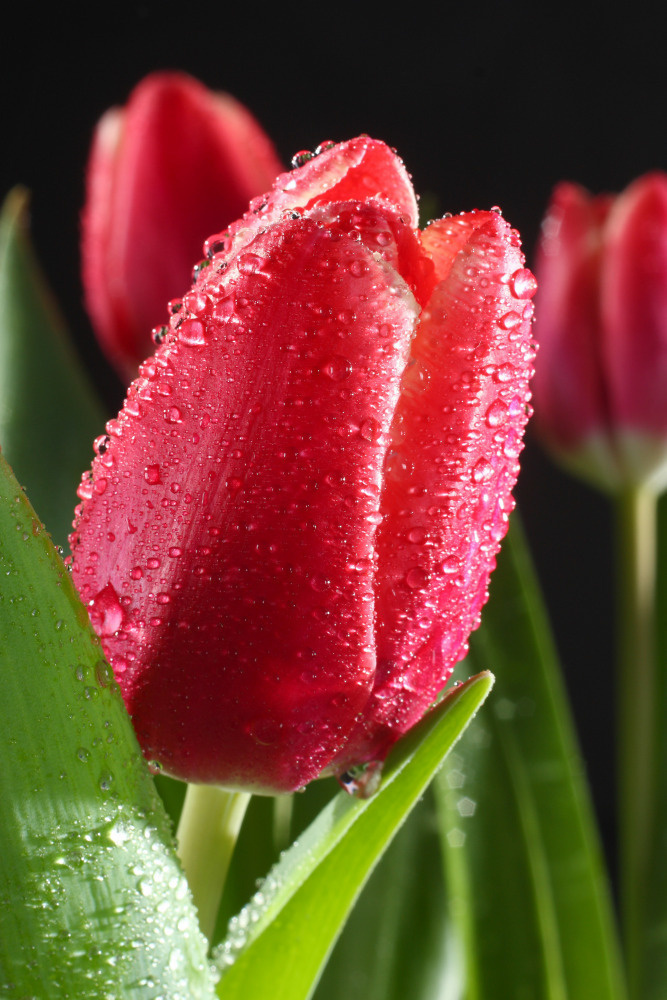 03 — цветы — растения — фрукты