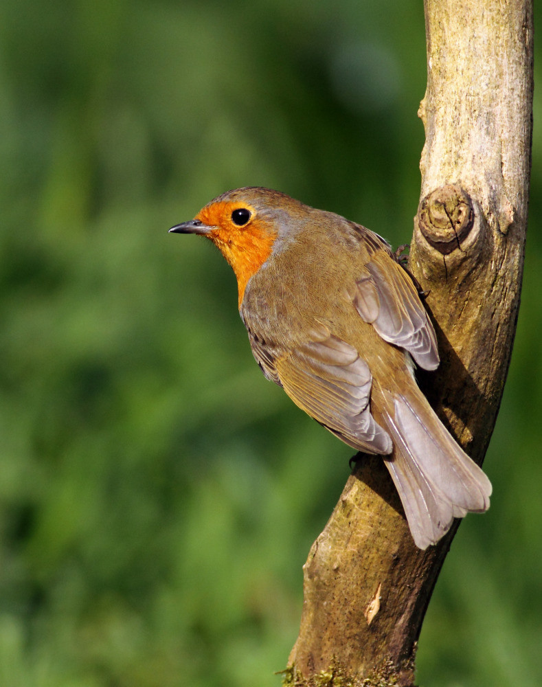 04 — животный и водный мир