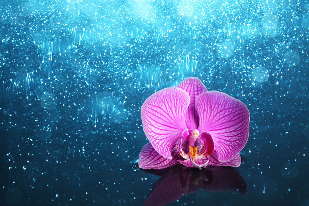 03 — цветы — растения — фрукты