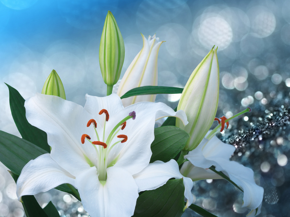 03 — цветы — растения — фрукты