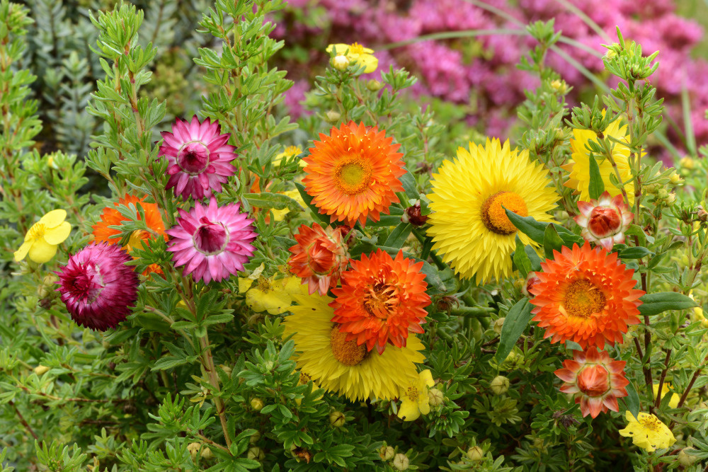 03 — цветы — растения — фрукты