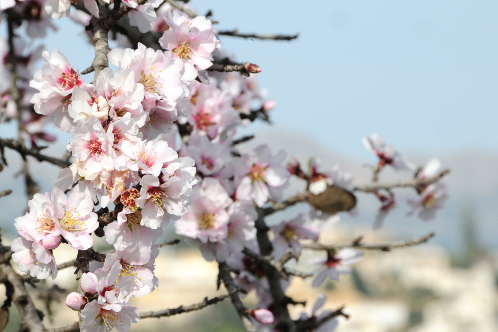 03 — цветы — растения — фрукты