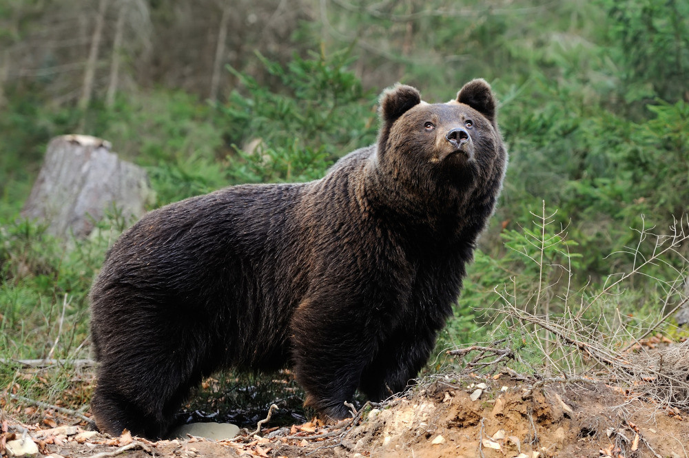 04 — животный и водный мир