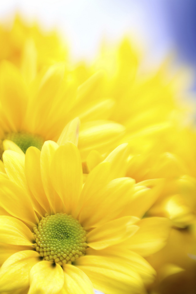 03 — цветы — растения — фрукты