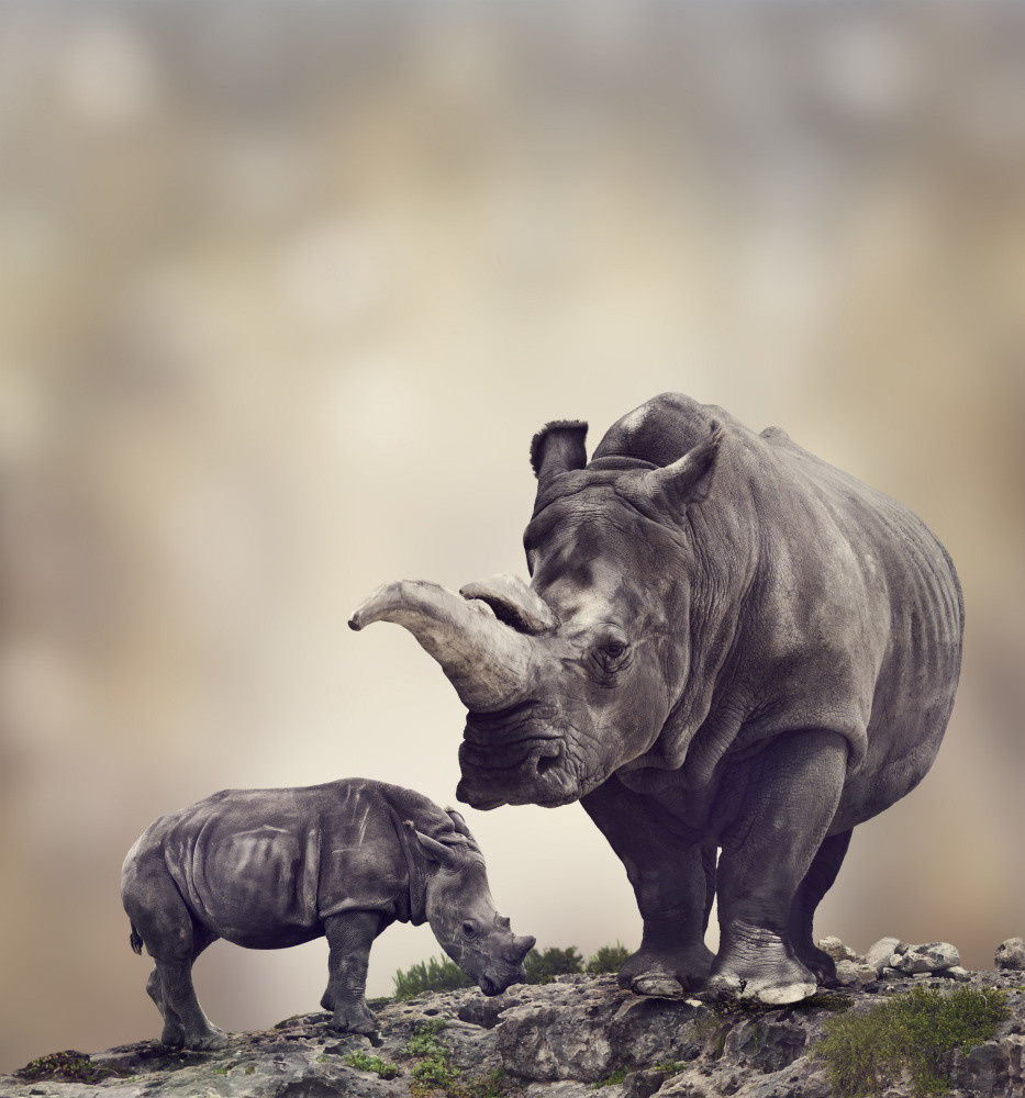 04 — животный и водный мир