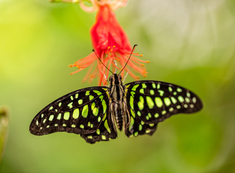 04 — животный и водный мир