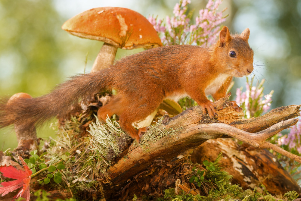 04 — животный и водный мир