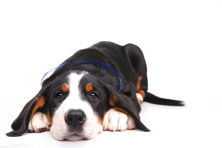 Pupies. Pets and people photographer Kateryna Mumzhynska