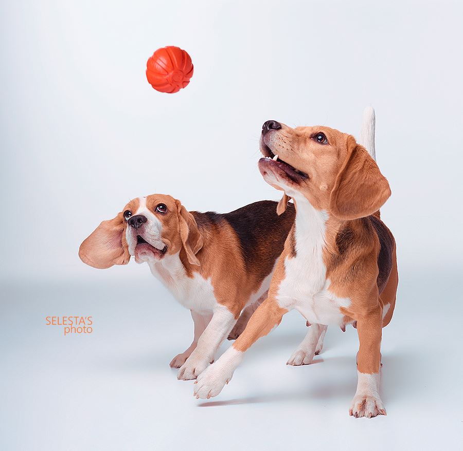 Аdvertising. Pets and people photographer Kateryna Mumzhynska