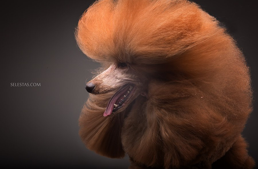 Студиія. Фотограф Катерина Мумжинська