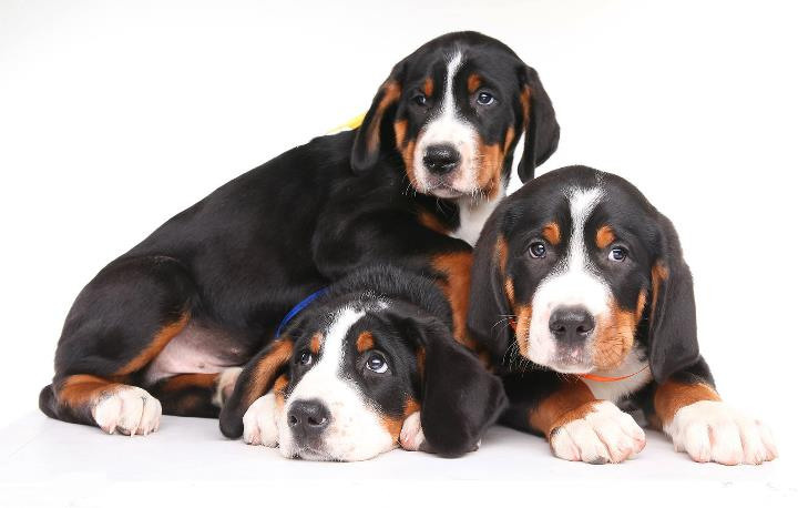 Pupies. Pets and people photographer Kateryna Mumzhynska