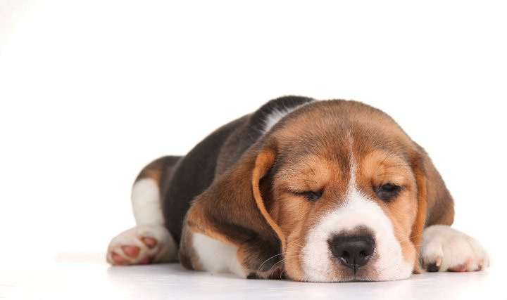 Pupies. Pets and people photographer Kateryna Mumzhynska