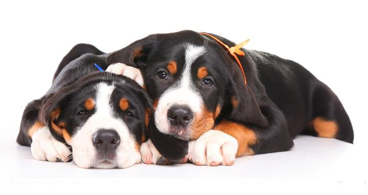 Pupies. Pets and people photographer Kateryna Mumzhynska