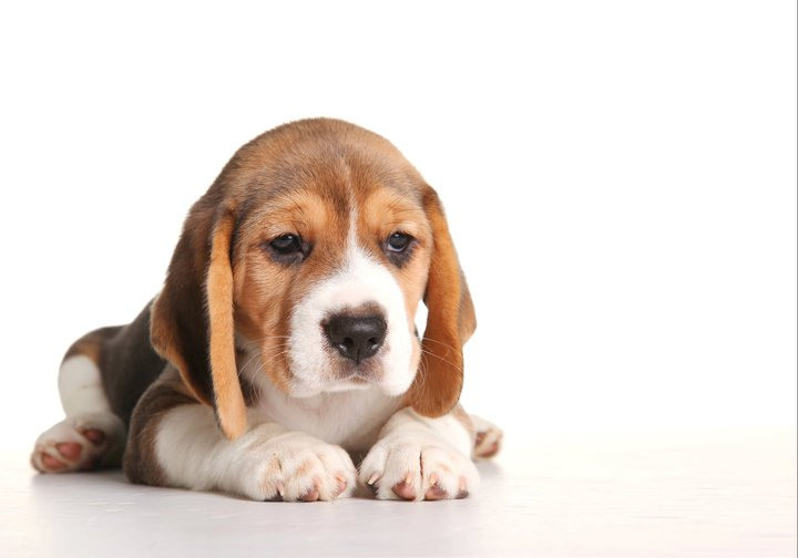 Pupies. Pets and people photographer Kateryna Mumzhynska