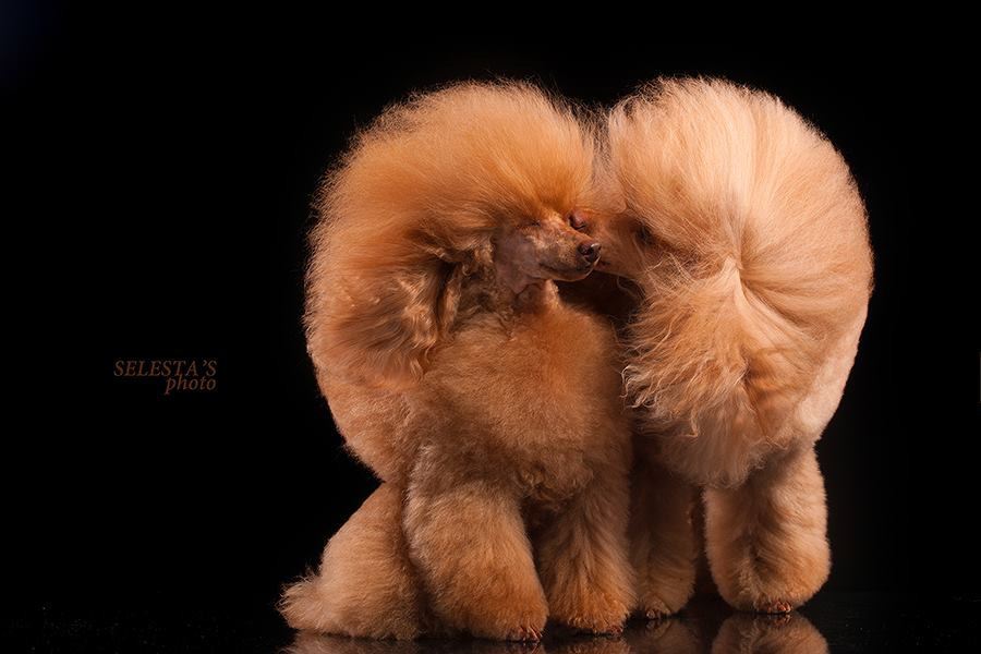 Студиія. Фотограф Катерина Мумжинська