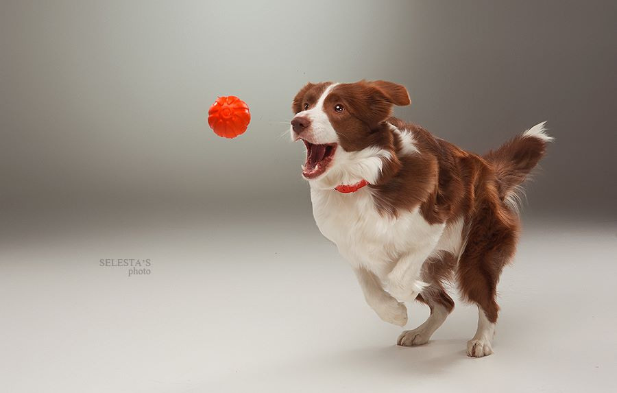 Аdvertising. Pets and people photographer Kateryna Mumzhynska