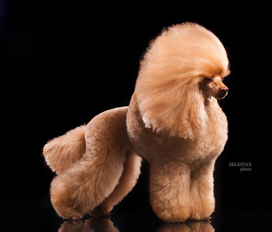 Студиія. Фотограф Катерина Мумжинська