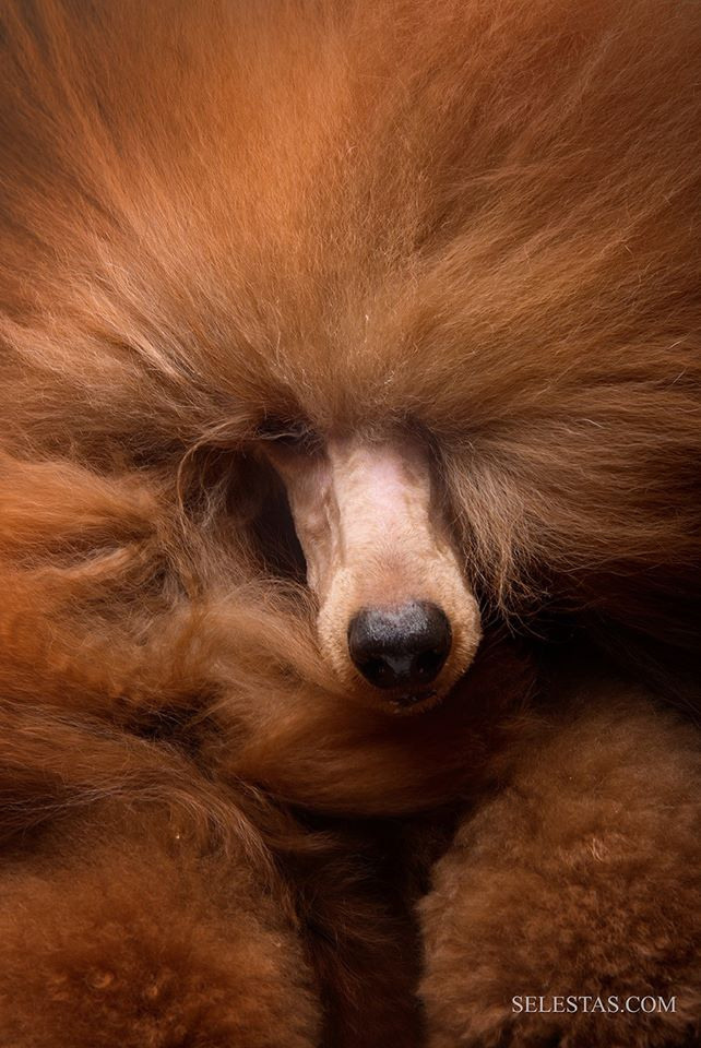 Студиія. Фотограф Катерина Мумжинська