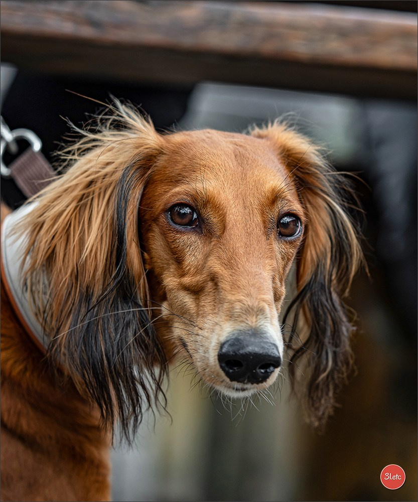 Der Windhund-Rennverein Kurpfalz e.V. (WRV-Kurpfalz) ist ein Windhundverein mit einer wunderschönen Anlage inklusive einer modernen Rasen-Re. Photographe à Strasbourg | Portraits, Studio, Enfants, Événements