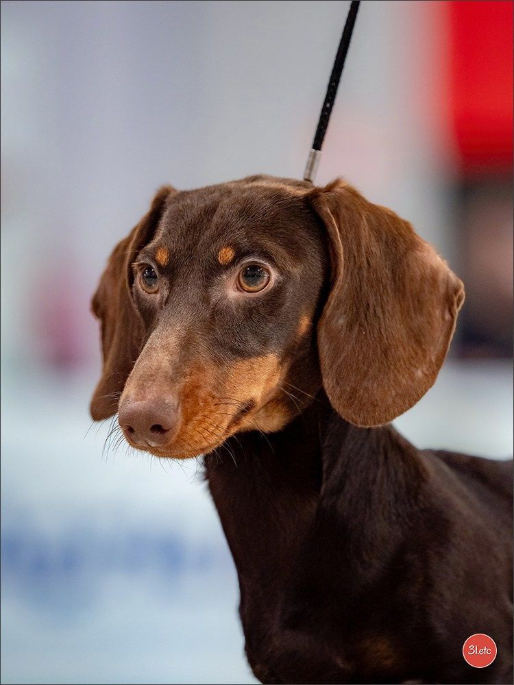 🇫🇷  Chalons en Champagne  🇫🇷  Expo canine  31/01-01/02/2026. Photographe à Strasbourg | Portraits, Studio, Enfants, Événements