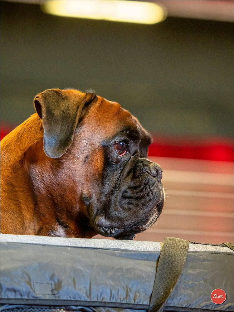 Exposition Canine à  Margny-lès-Compiègne 14-15/09/2024. Photographe à Strasbourg | Portraits, Studio, Enfants, Événements