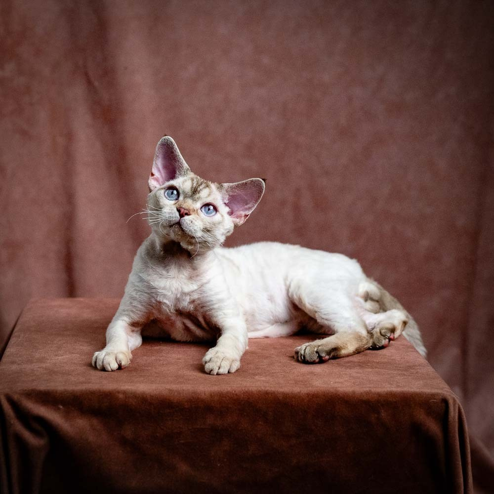 Flynn. Devon Rex Pixie Cattery