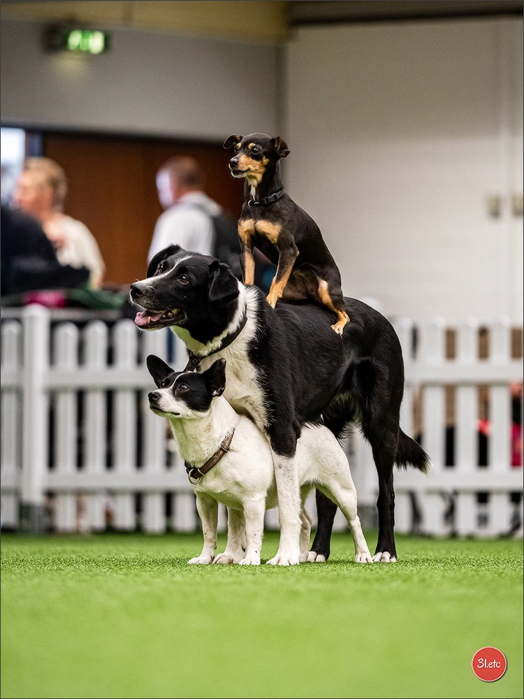 Dog Show Ludwigshafen  🇩🇪  16-17/08/2025. Photographe à Strasbourg | Portraits, Studio, Enfants, Événements
