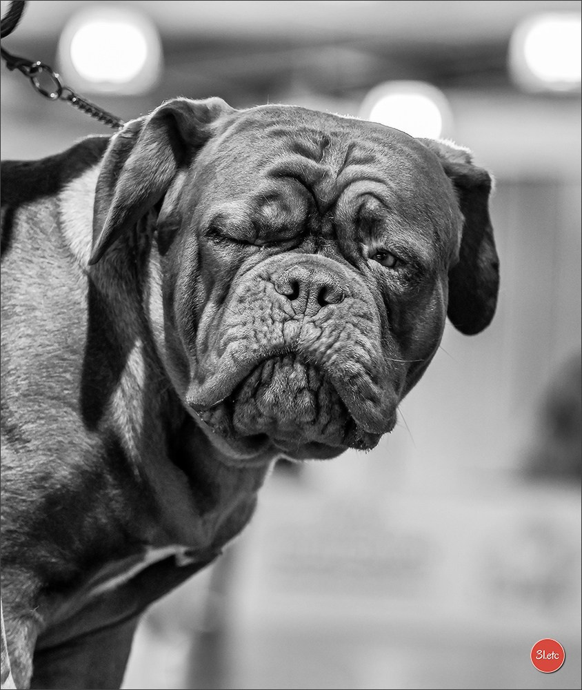 Expo canine 🇫🇷 Valence 03-04/05/2025. Photographe à Strasbourg | Portraits, Studio, Enfants, Événements