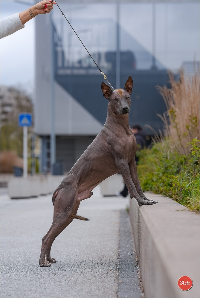 🇱🇺 LUXEMBOURG 🇱🇺 International Dog Show 4-5/04/2026. Photographe à Strasbourg | Portraits, Studio, Enfants, Événements