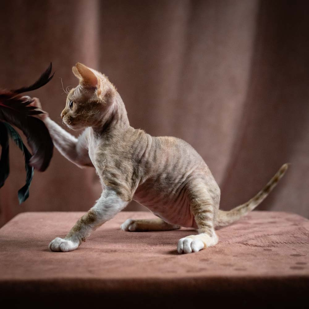 Ophelia, girl, born 02.08.26. Devon Rex Pixie Cattery