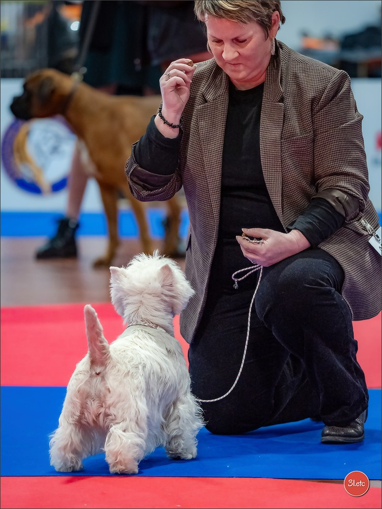 🇫🇷  Angers  🇫🇷  Expo canine  21-22/03/2026. Photographe à Strasbourg | Portraits, Studio, Enfants, Événements