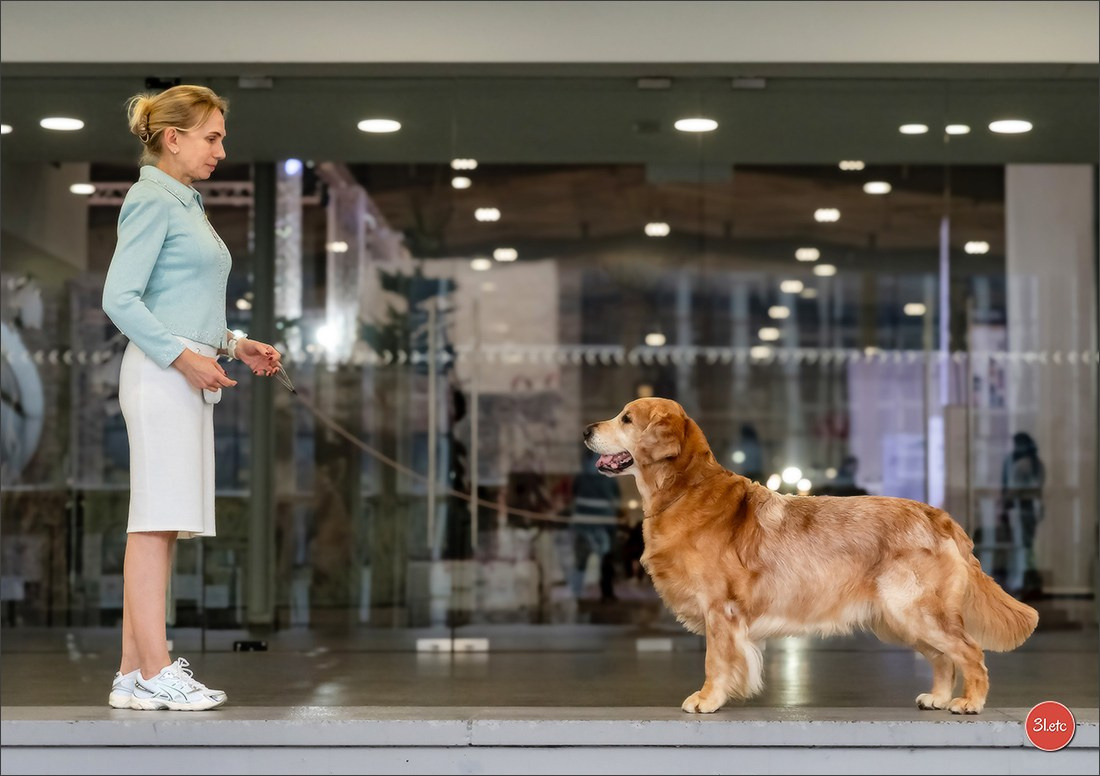 13-14.12.2025   🇧🇪   Brussels Dog Show. Photographe à Strasbourg | Portraits, Studio, Enfants, Événements